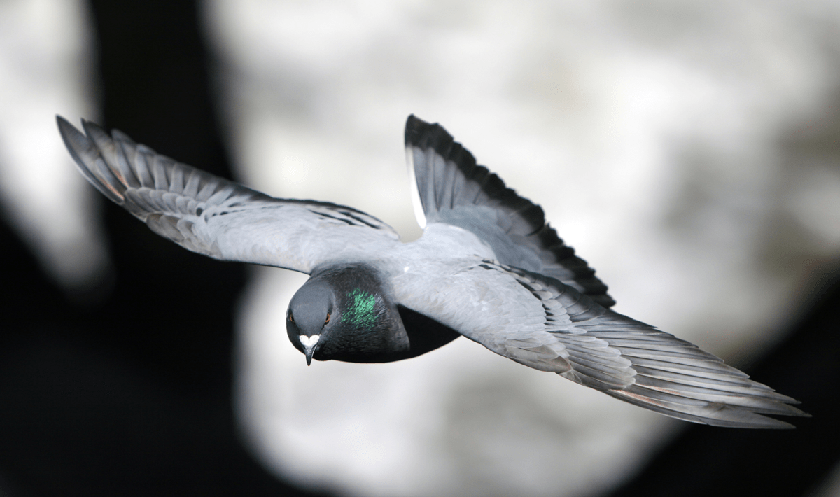 I piccioni nel bilancio delle città, migliaia di euro per pulire - 