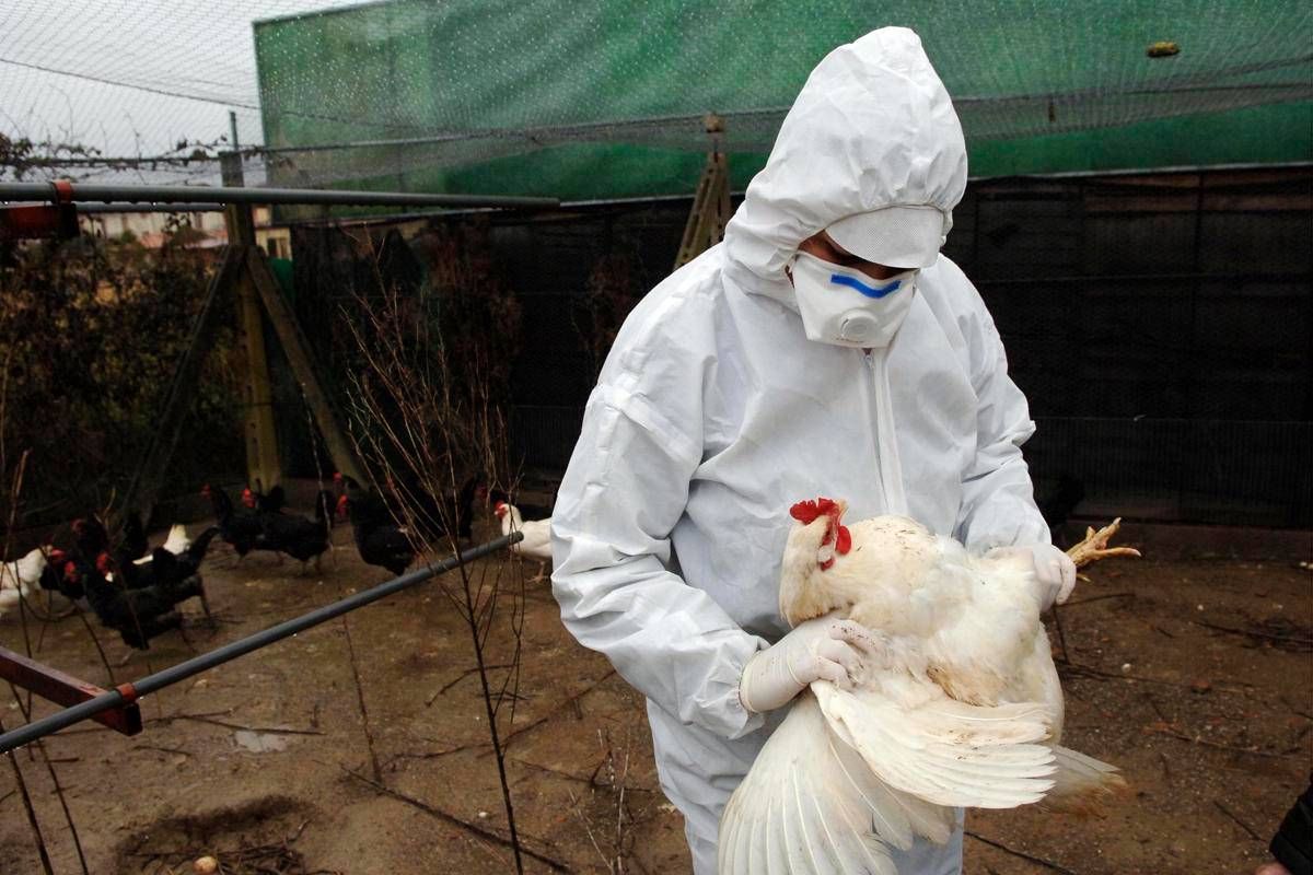 Aviaria la prossima pandemia? L'allarme degli esperti: "Diffusione senza precedenti" - 
