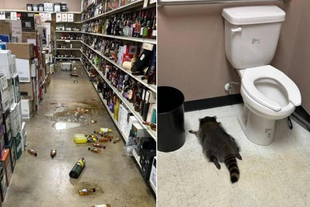 Il ladro di liquori è un procione, si ubriaca in negozio e sviene - 