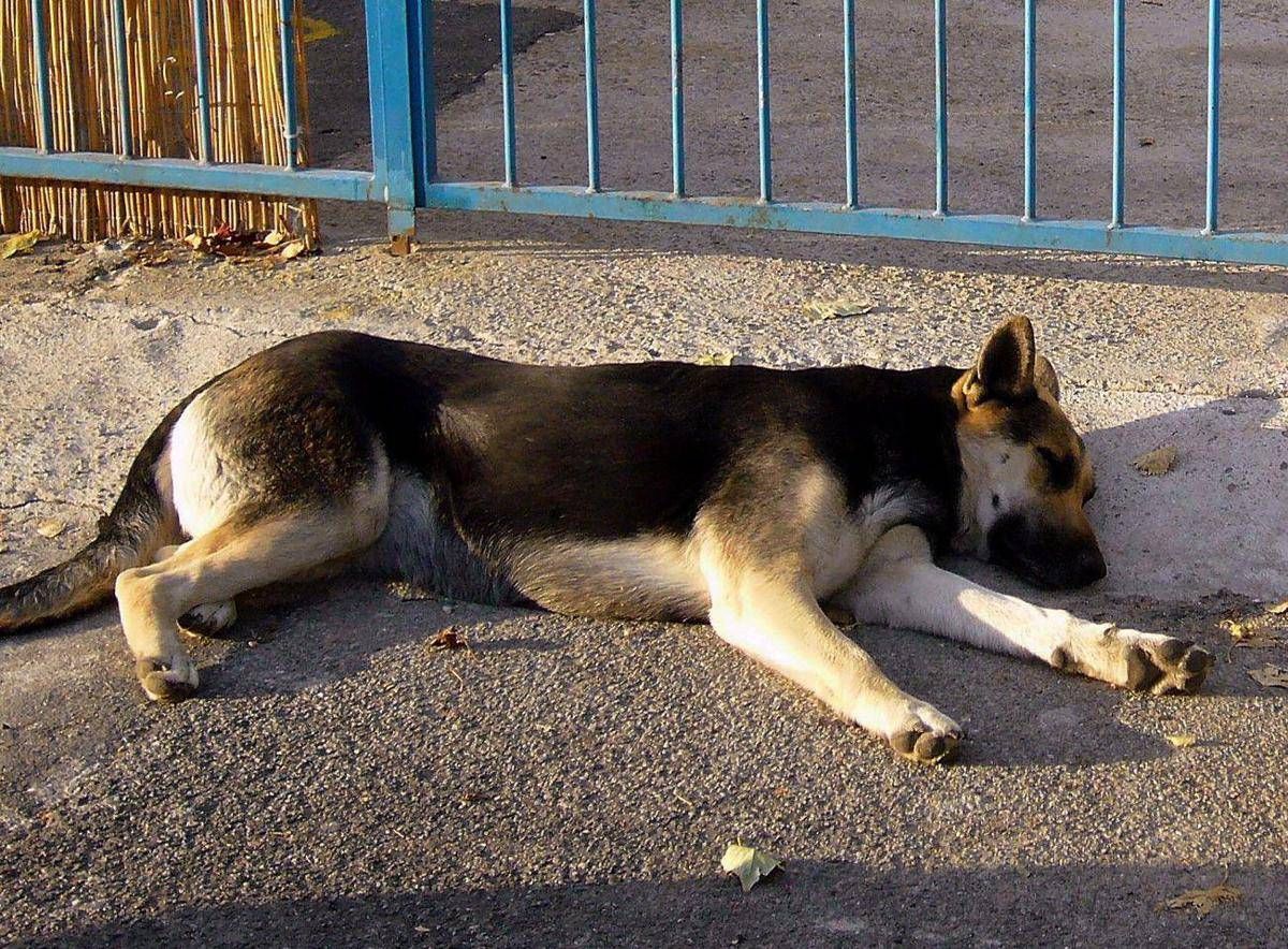 Uccide il cane a calci ma il fratellino lo vede e chiama i carabinieri: giovane denunciato nel Nuorese - 