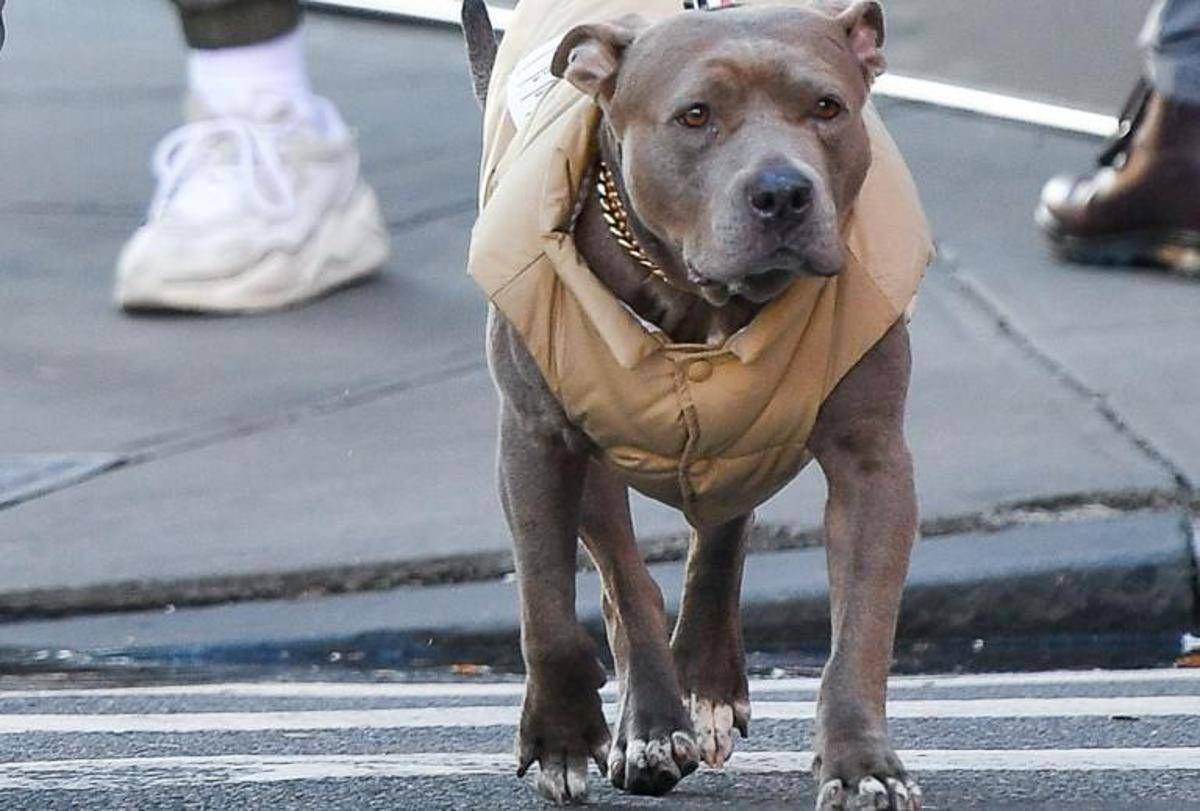 Milano, carabinieri provano ad arrestare un 69enne ma il suo pittbull non ci sta e azzanna - 