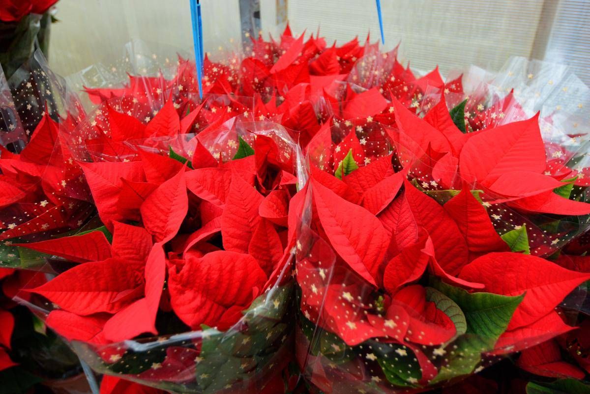 Stella di Natale, perché si secca così in fretta: gli errori più comuni in casa - 