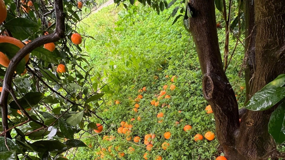 Piana di Catania, prima conta dei danni da maltempo. Confagricoltura annuncia l'emergenza - Credit Foto Confagricoltura