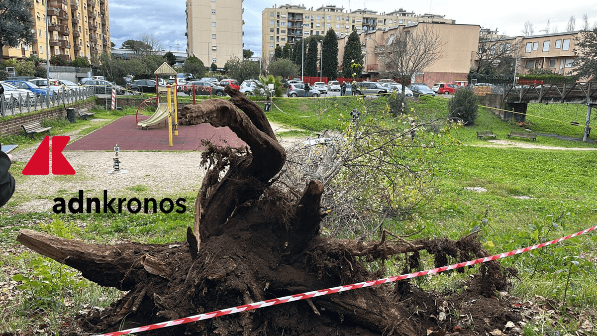 Roma, morte Francesca Ianni travolta da un albero: due indagati a rischio processo - 