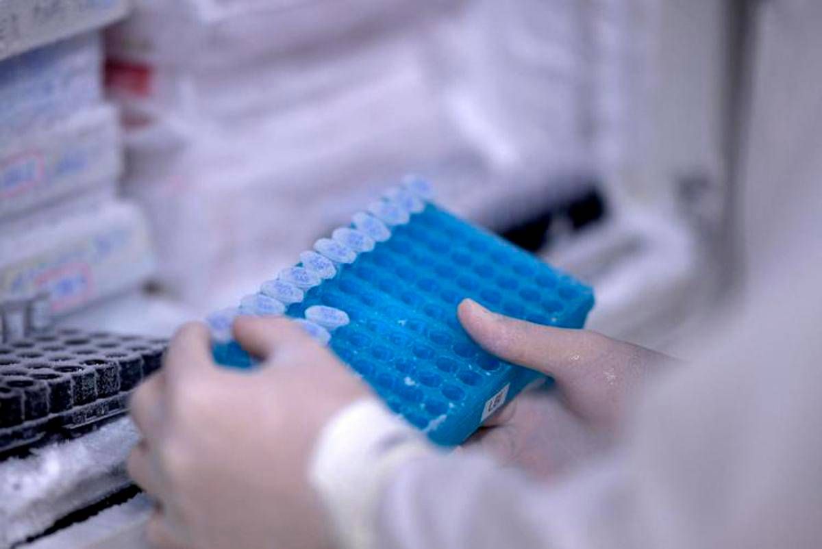 Scoperto il virus gigante Ushikuvirus, lo studio: "Può darci indizi su origine della vita" - 