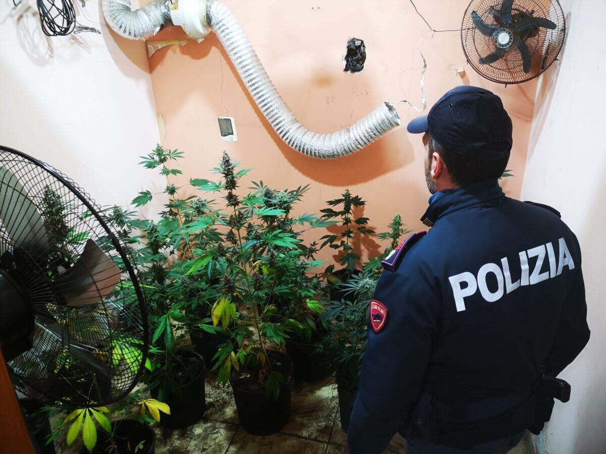 Arrestato 61enne a Catania per coltivazione indoor di marijuana in serra abusiva - 