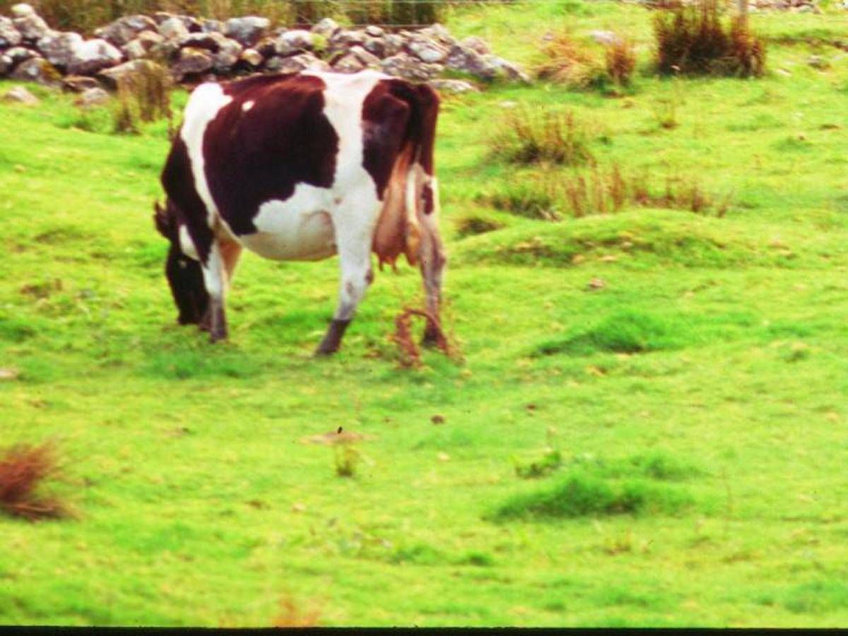 Aviaria, trovati anticorpi in una mucca nei Paesi Bassi: prima volta fuori dagli Usa - 