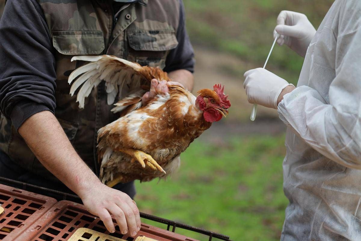 Aviaria, 60 focolai in Ue. La Commissione: "Monitoriamo attentamente" - 