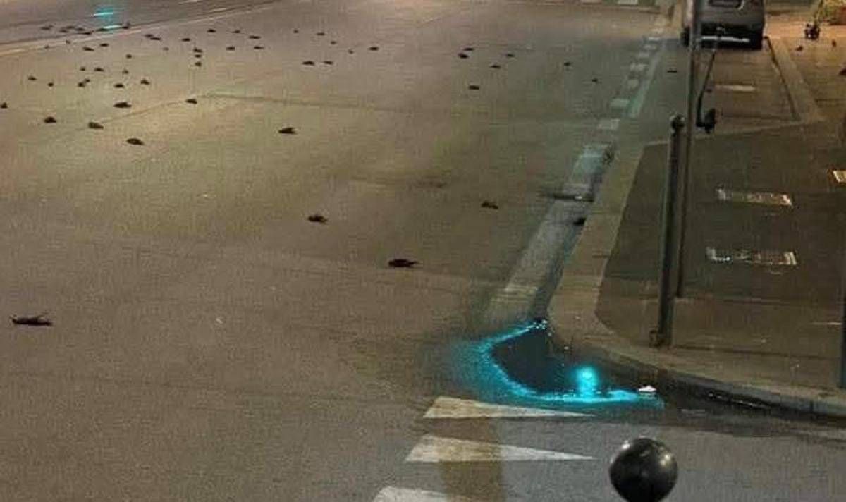Capodanno, strage di uccelli a Roma ma la foto sui social è un fake - 
