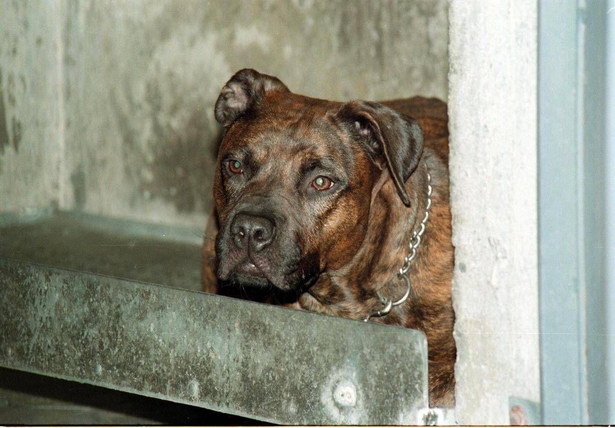 Salerno, bimbo di 13 mesi azzannato dal pitbull in casa - 