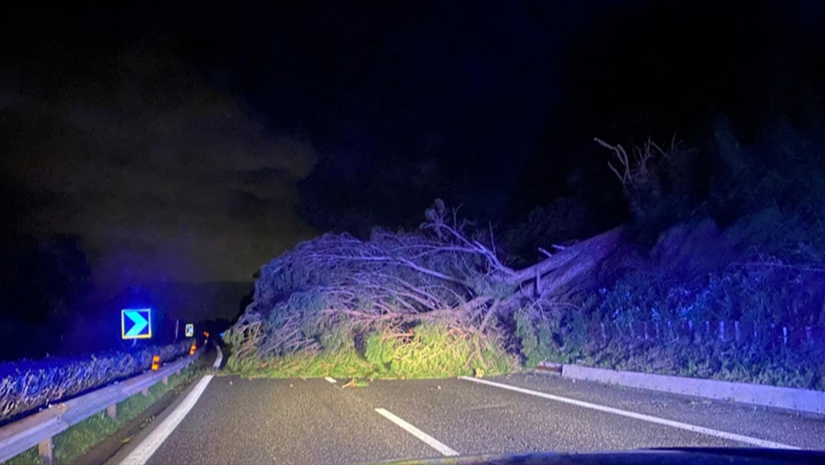 Tempesta notturna tra Catania e Messina: raffiche oltre 100 km/h, due pini cadono sulla A18 e bloccano il tratto Giardini–Giarre - 