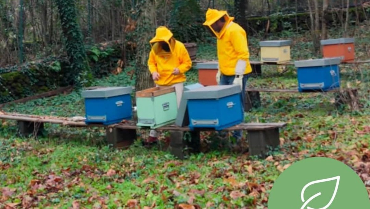 Il miele dell’Etna su Linea Verde: Basilio Busà porta l’apiario di Trecastagni in TV - 