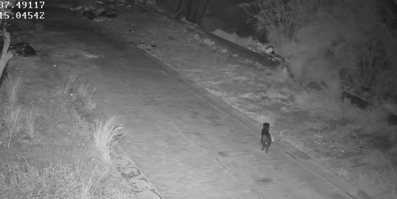 Catania: un cane deposita rifiuti in strada, l'Ente sospetta un addestramento del proprietario - 