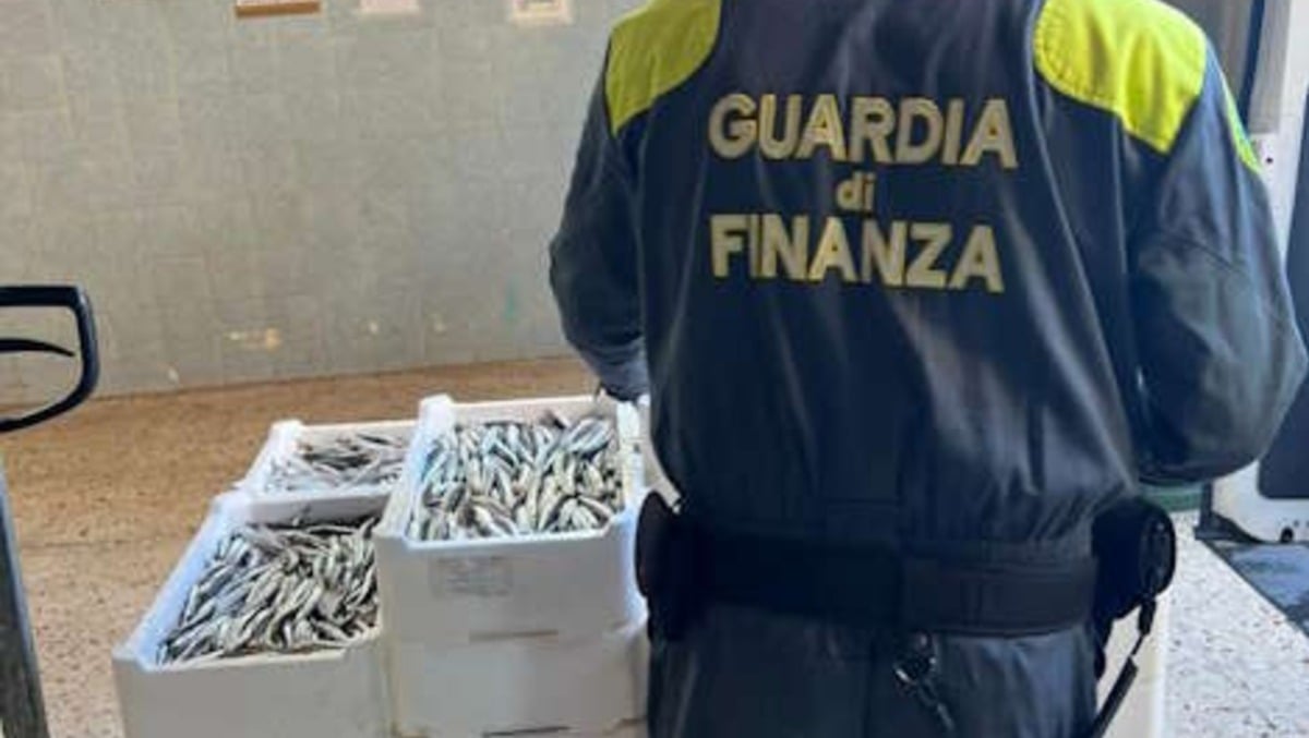 Messina, Guardia di Finanza sequestra 540 kg di pesce privo di tracciabilità - Credit Foto Guardia di Finanza