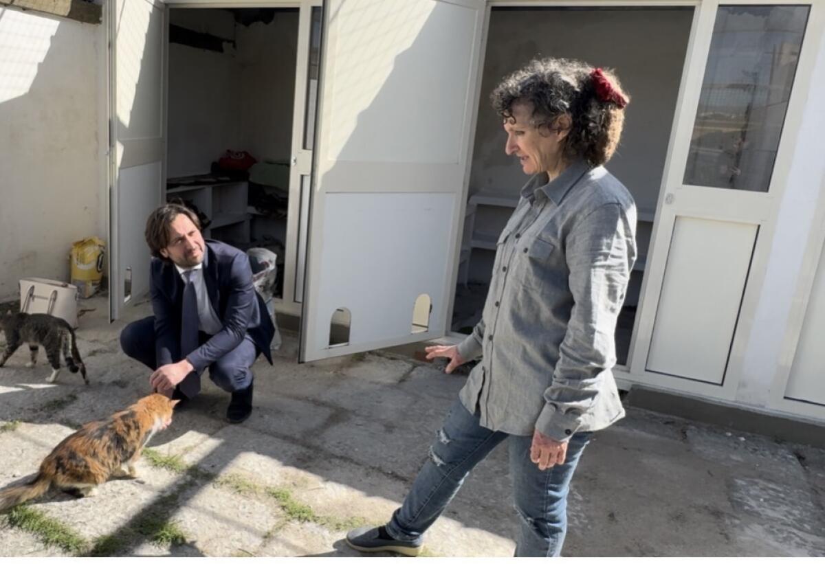 Ordinanza del Comune di Palermo Regola il Trasferimento Temporaneo di Gatti in Eccesso presso Struttura Comunale - 