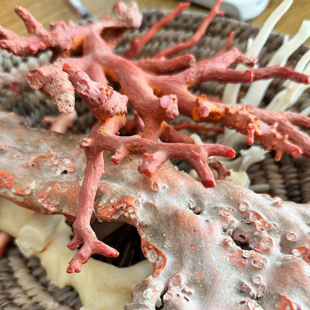 Ambiente, il corallo come ponte tra Italia e Tunisia: a Torre del Greco workshop su filiera - 