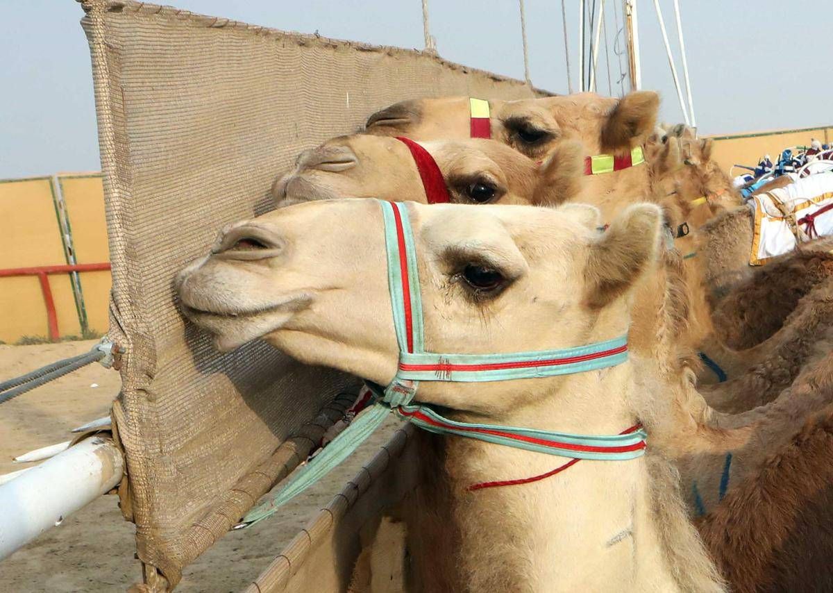 Ritocchini col botox, 20 cammelli squalificati dal concorso di bellezza - 