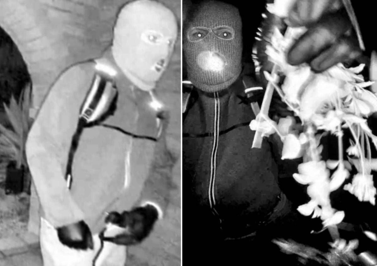 Usa, rapimento della madre di una conduttrice Nbc: caccia al sospetto, Fbi diffonde la foto - 