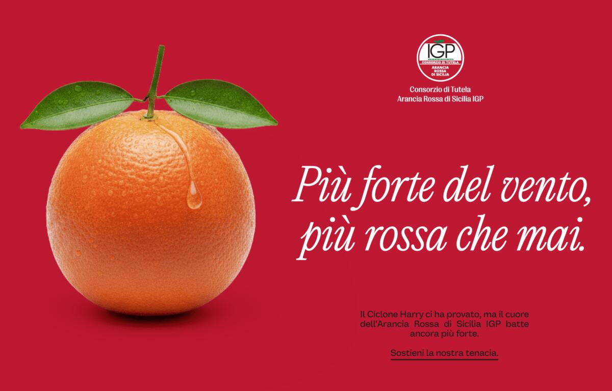 Tutela Arancia Rossa: il Consorzio avvia una campagna di sostegno dopo i danni del ciclone Harry - 