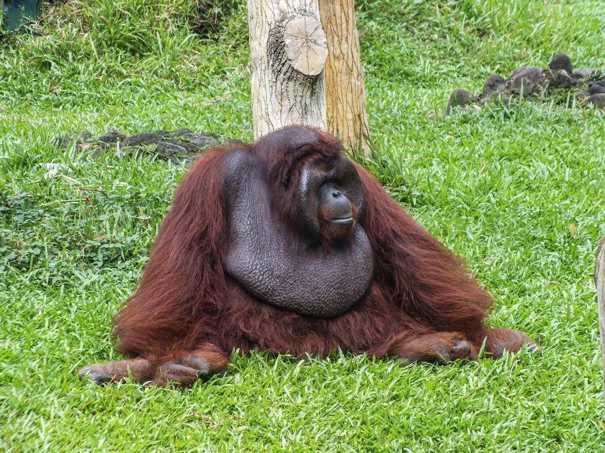 Scimpanzé e alcol, confermata l'ipotesi della 'scimmia ubriaca': tracce di etanolo nelle urine - 