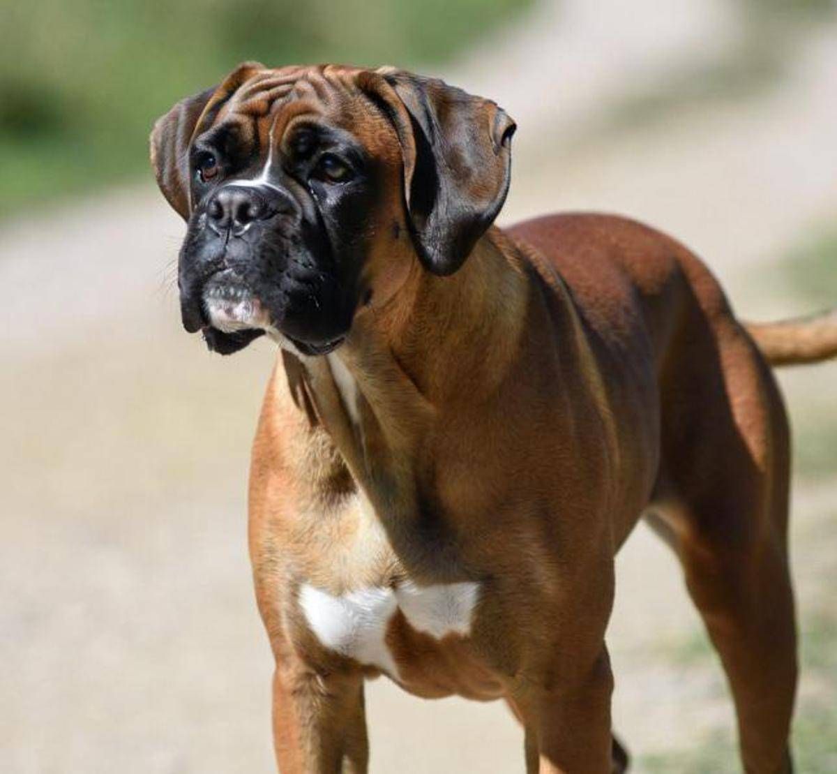 Cani e problemi respiratori, le 12 razze a rischio dal pechinese al boxer - 