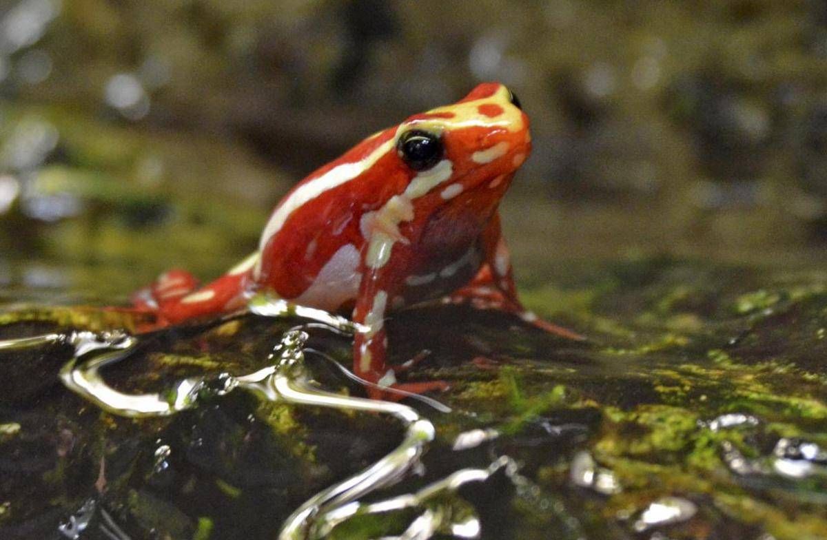 Epibatidina, tossina della rana freccia: cos'è il veleno che potrebbe aver ucciso Navalny - 