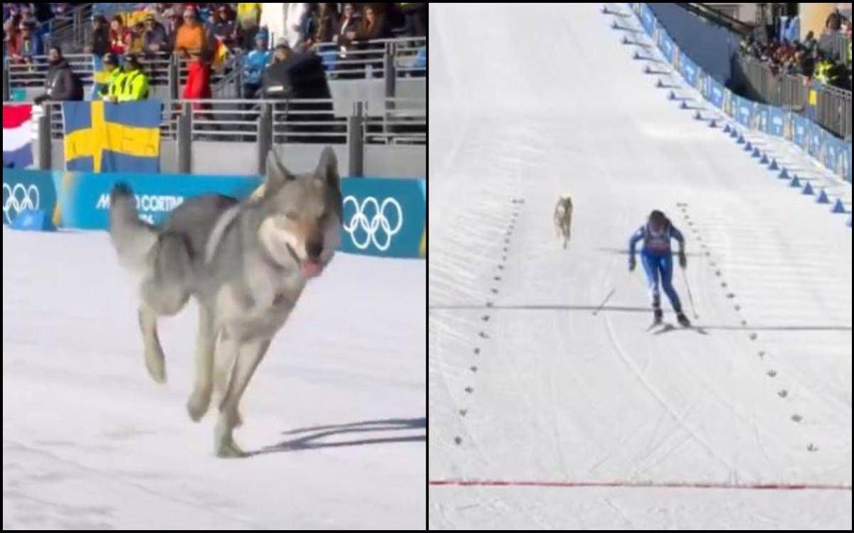 Milano Cortina, nella gara di sci di fondo spunta un lupo. Cos'è successo alle Olimpiadi - 