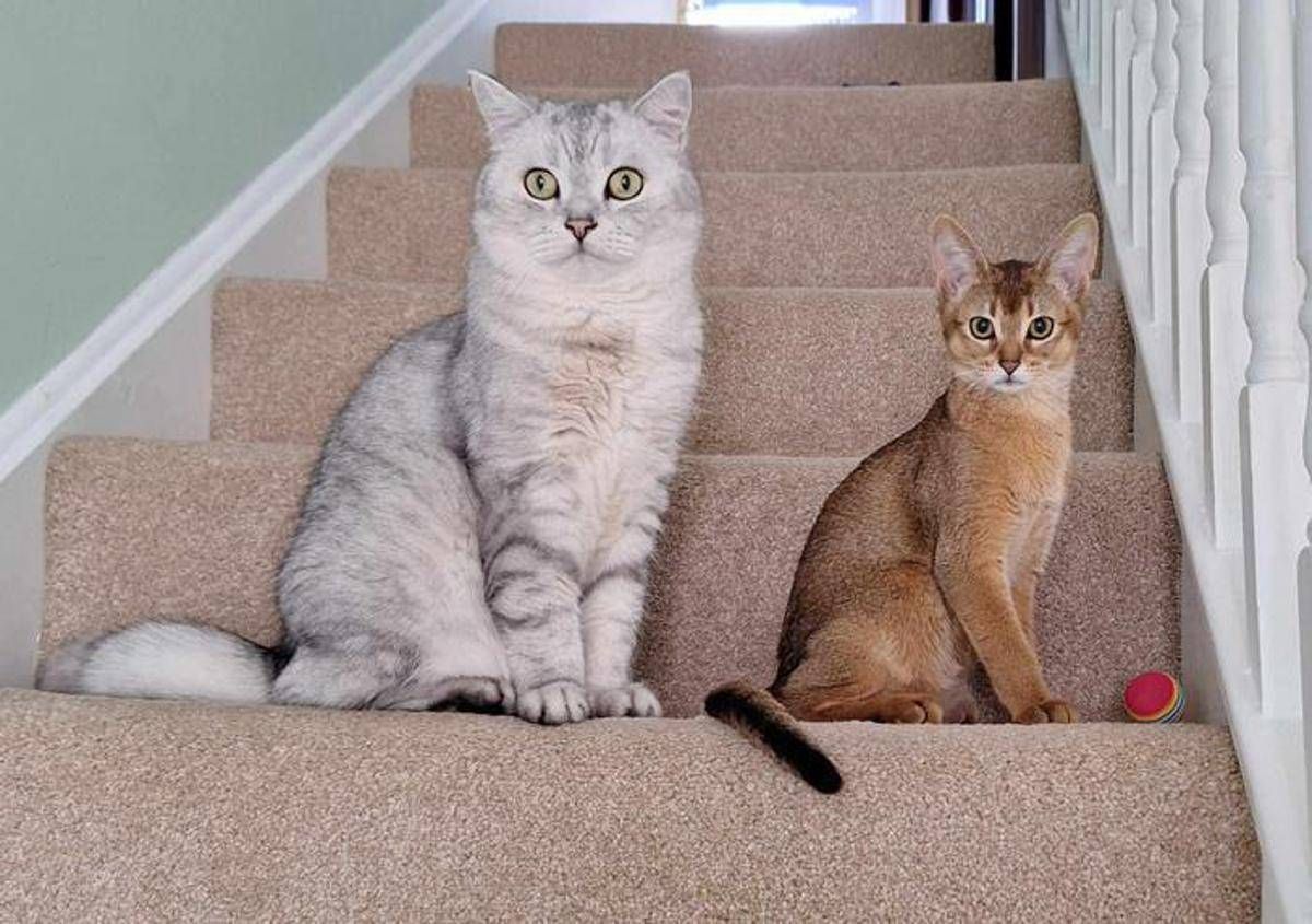 Cancro, la scoperta sui tumori dei gatti: lo studio e le nuove speranze - 