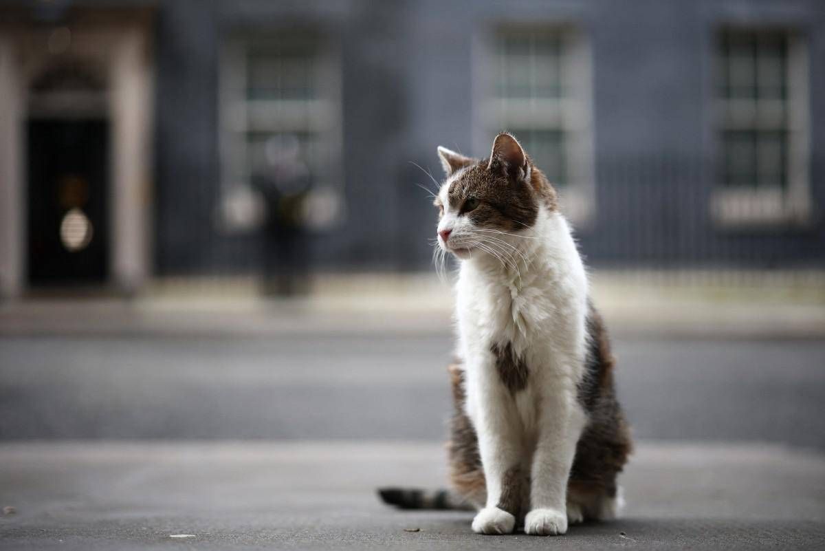 Gatto Larry compie 15 anni di servizio, è Chief Mouser a Downing Street - 