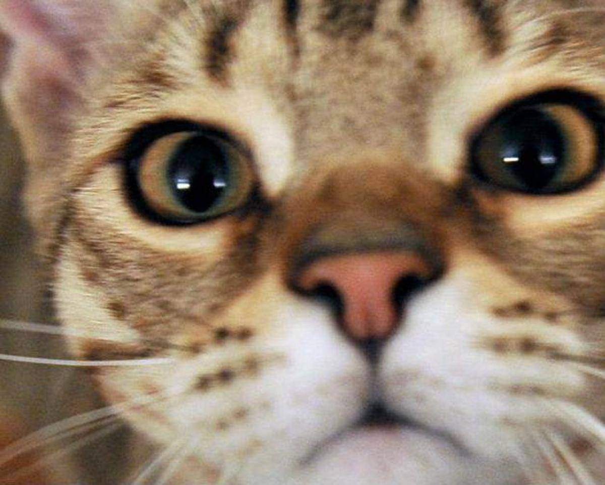 Micio che passione, il 32% degli italiani gioca più di 2 ore a settimana con il proprio gatto - 