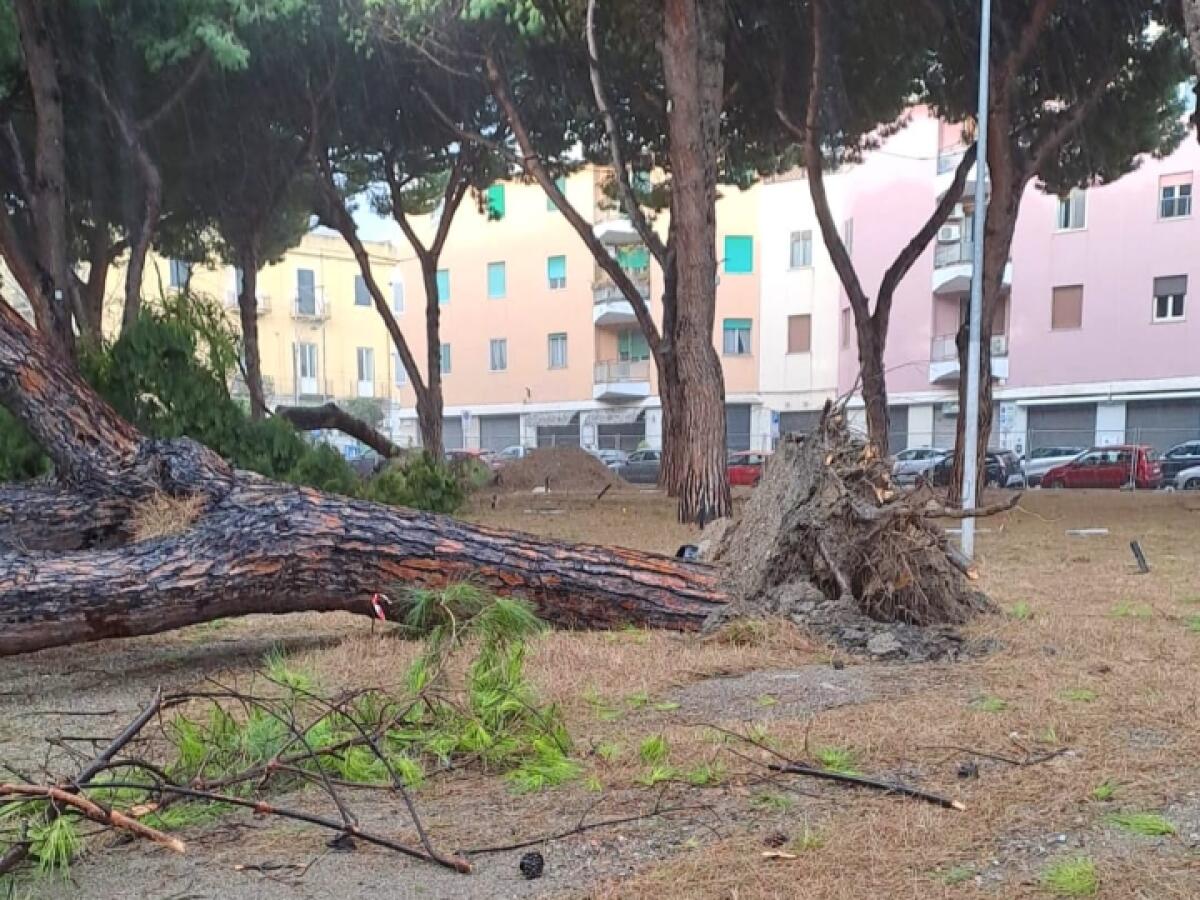 Comune di Messina: Interventi urgenti dopo le forti raffiche di vento - 