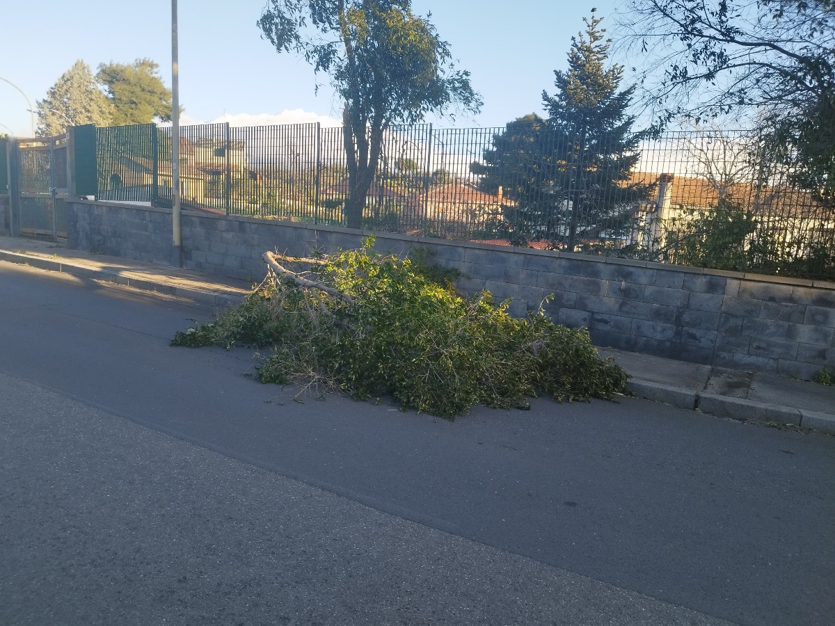 Ramo nella carreggiata a Tremestieri Etneo