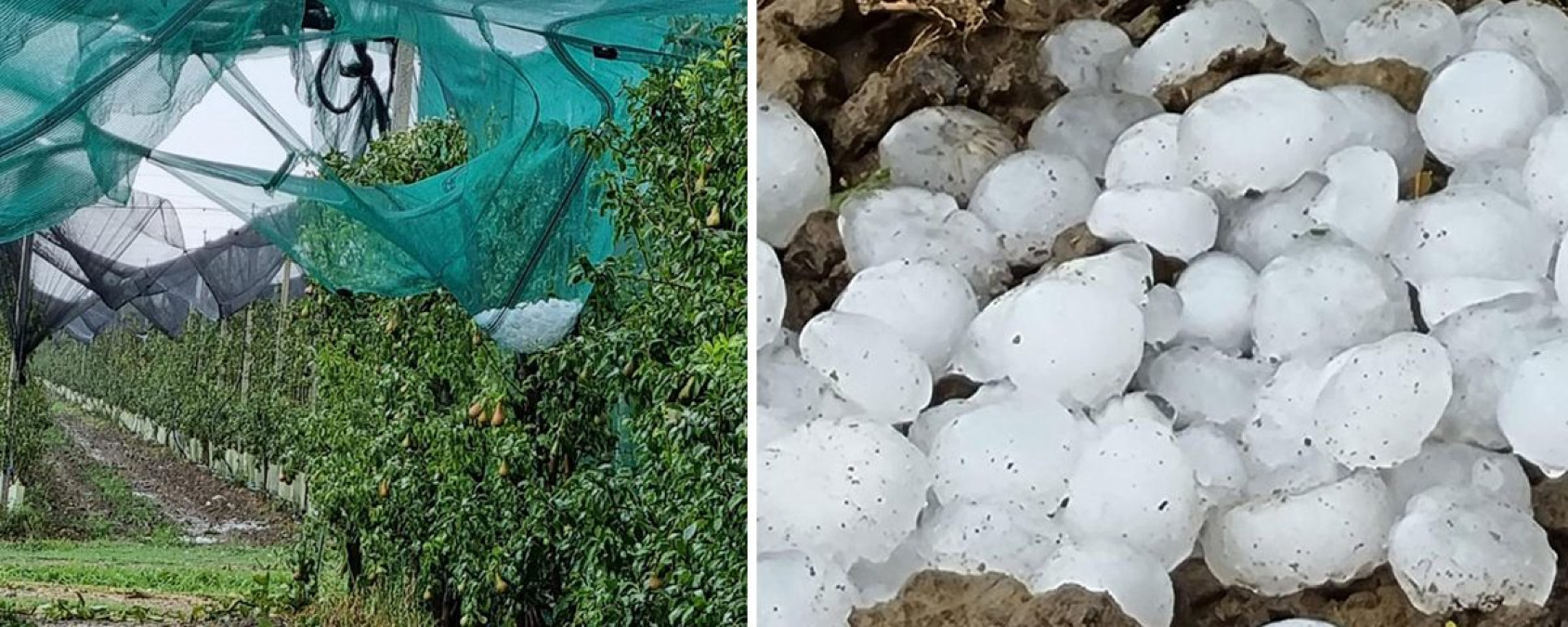 Maltempo in Sicilia: agrumi e florovivaismo nella Piana di Catania devastati, Confagricoltura chiede stato di calamità - 