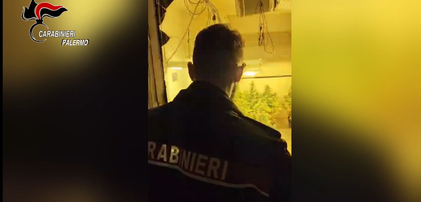 Palermo, scoperta serra clandestina con oltre 80 piante: arrestato un 63enne - Credit Foto Carabinieri di Palermo