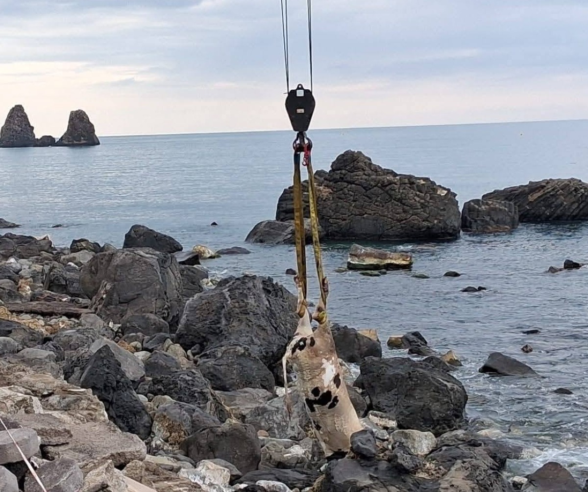 Vigili del Fuoco recuperano un bue spiaggiato ad Aci Castello: emergono discrepanze sui dettagli - 