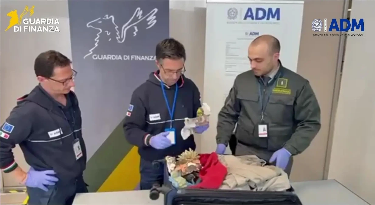 Sequestrati 13 coralli protetti all'aeroporto di Palermo: due turisti fermati al rientro da Mauritius e Maldive - 