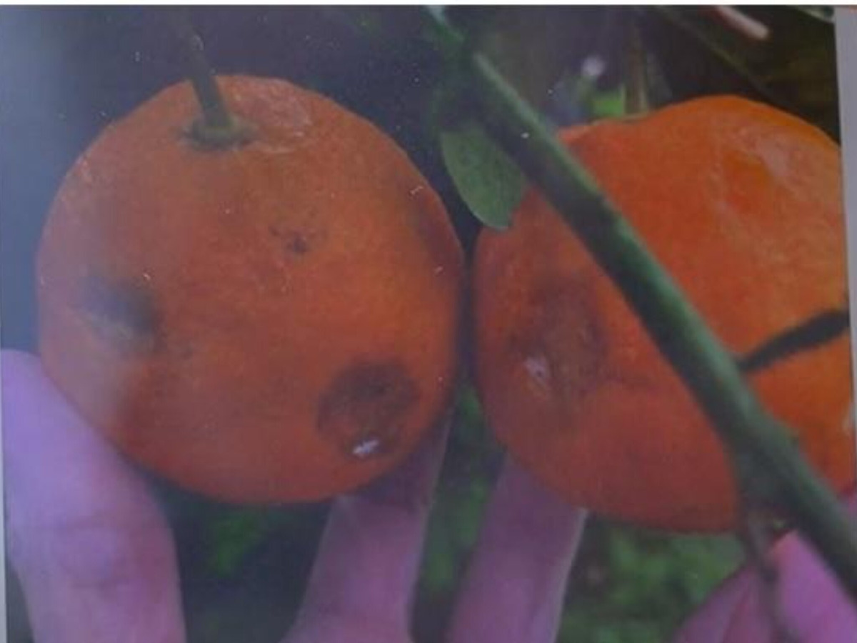 Agricoltura etnea al collasso dopo il ciclone Harry: Azione Catania denuncia ritardi e assenza di aiuti - 