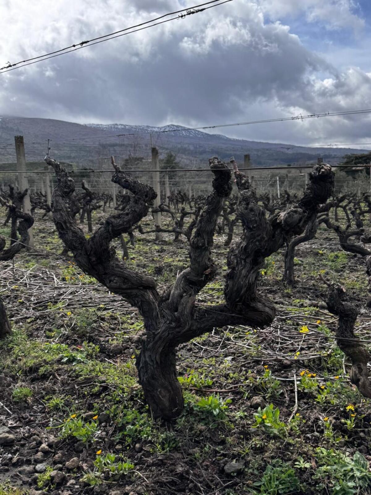 Casa Grazia di Assovini Sicilia: un nuovo capitolo nel cuore del territorio etneo - 