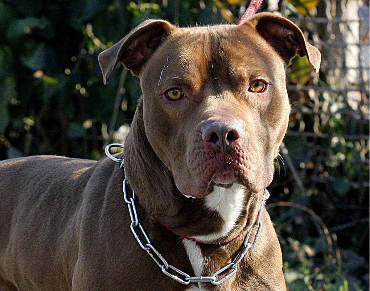 Bari, bimba di 2 anni aggredita e ferita al volto da pitbull del vicino - 