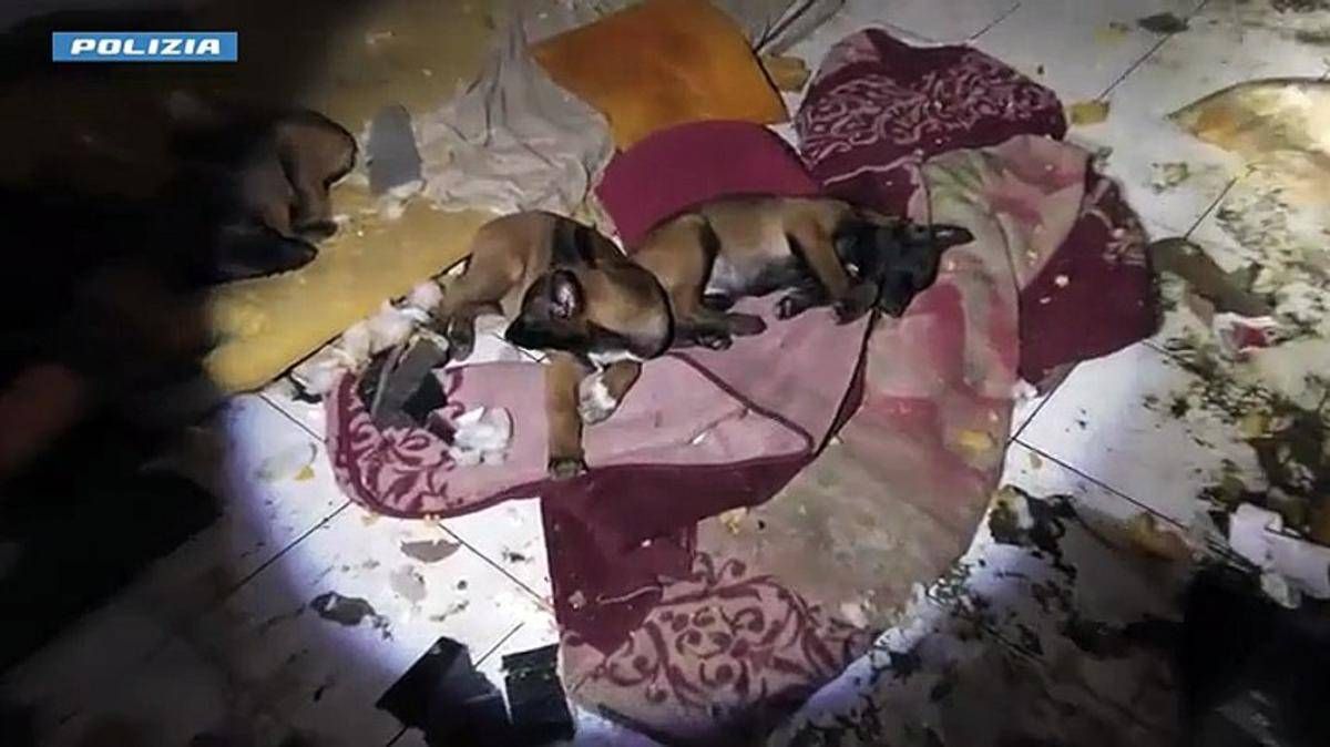 Cuccioli tra rifiuti ed escrementi in uno stabile abbandonato, il salvataggio della polizia – VIDEO - 