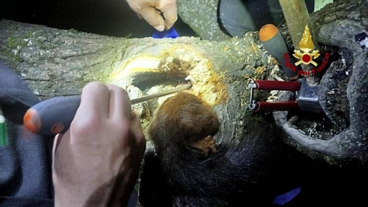 Scoiattolo resta intrappolato in un albero, il salvataggio dei vigili del fuoco - 