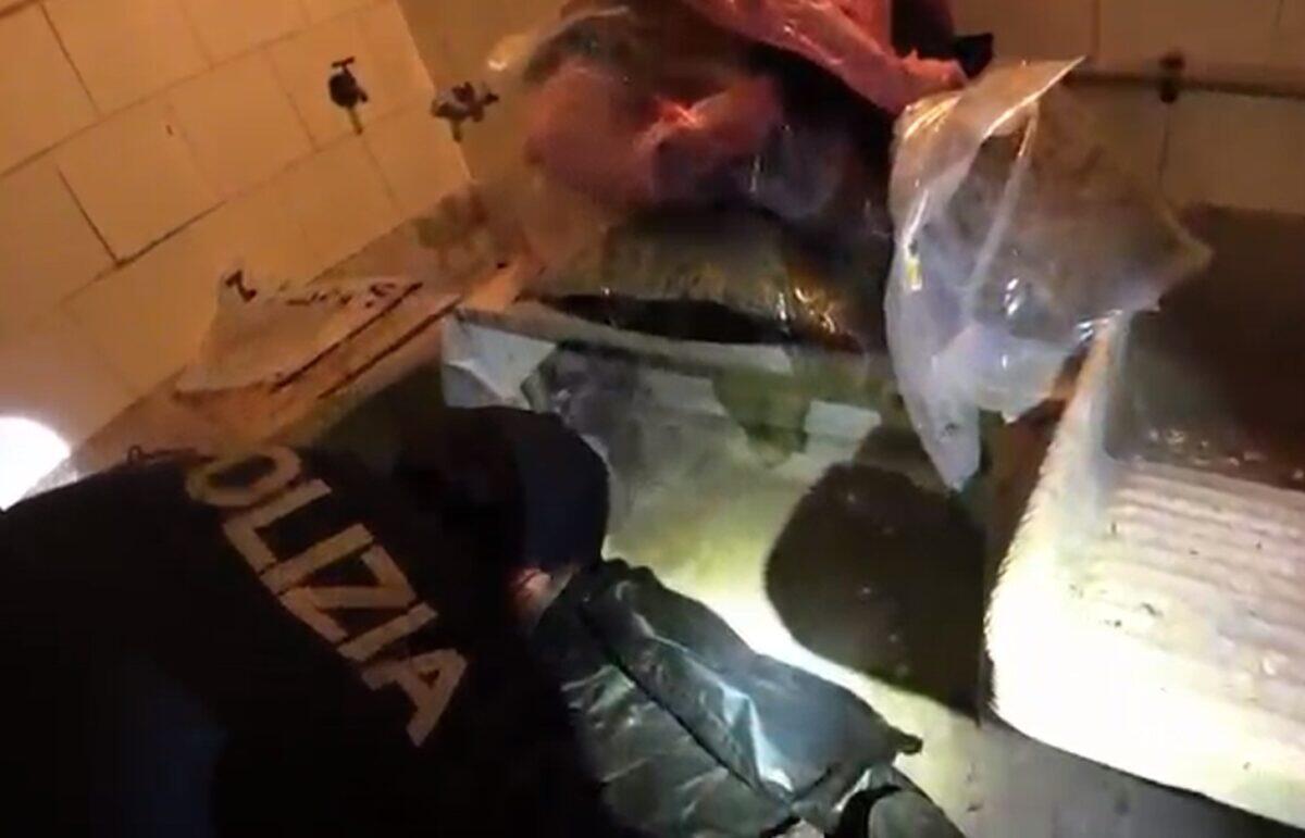 Polizia di Catania arresta giovane per spaccio di marijuana, scoperto deposito con 8,4 chili di droga - 