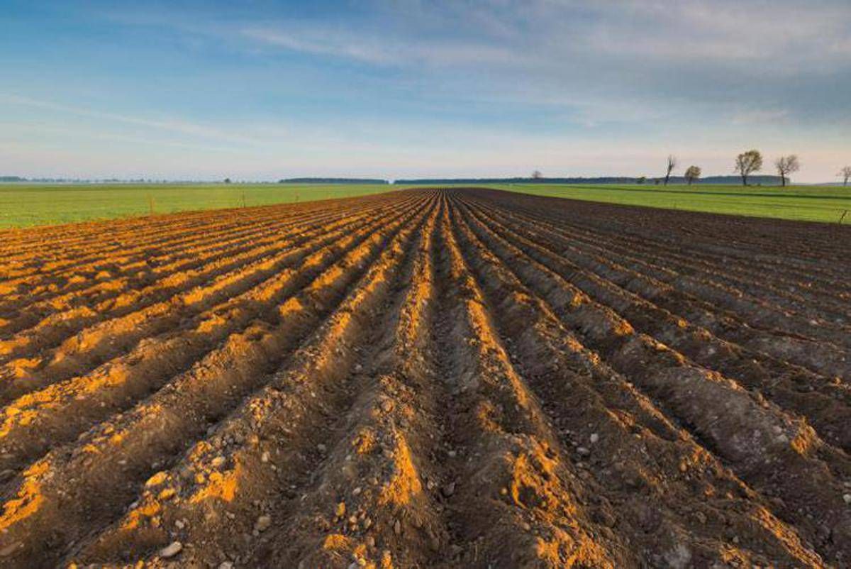 Ismea, riparte 'Generazione Terra', 120 mln per giovani agricoltori nel 2026 - 