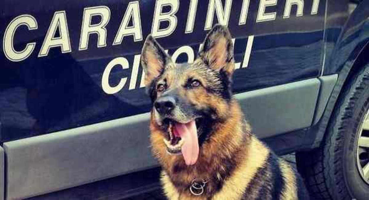 Droga rinvenuta in un istituto di Randazzo: carabinieri e cane antidroga trovano spinelli e una dose, uno studente segnalato - 