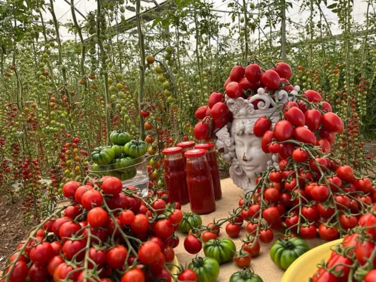 Pomodoro di Pachino Igp in crisi: sciopero dei porti e rincaro logistico mettono a rischio la filiera - Credit Foto Coldiretti Sicilia