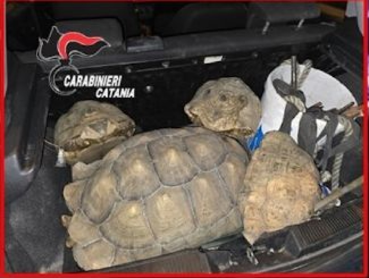 Motta Sant’Anastasia: due denunciati con attrezzi da scasso e quattro tartarughe protette - 
