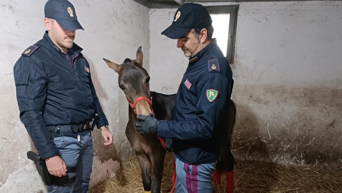 Catania: scoperta stalla abusiva e cavallo non microchippato a Villaggio Sant'Agata - 