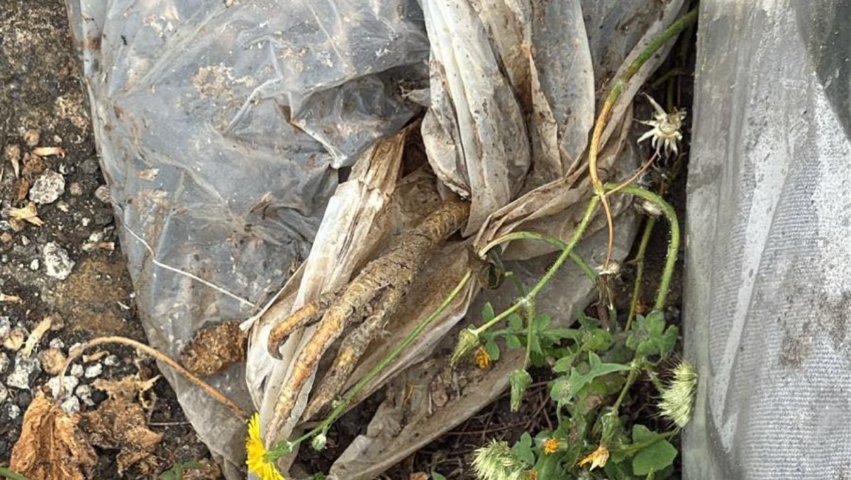 Carcasse di animali abbandonate a Tremestieri Etneo, cittadina denuncia su Facebook - Credit Foto Milly Benanti