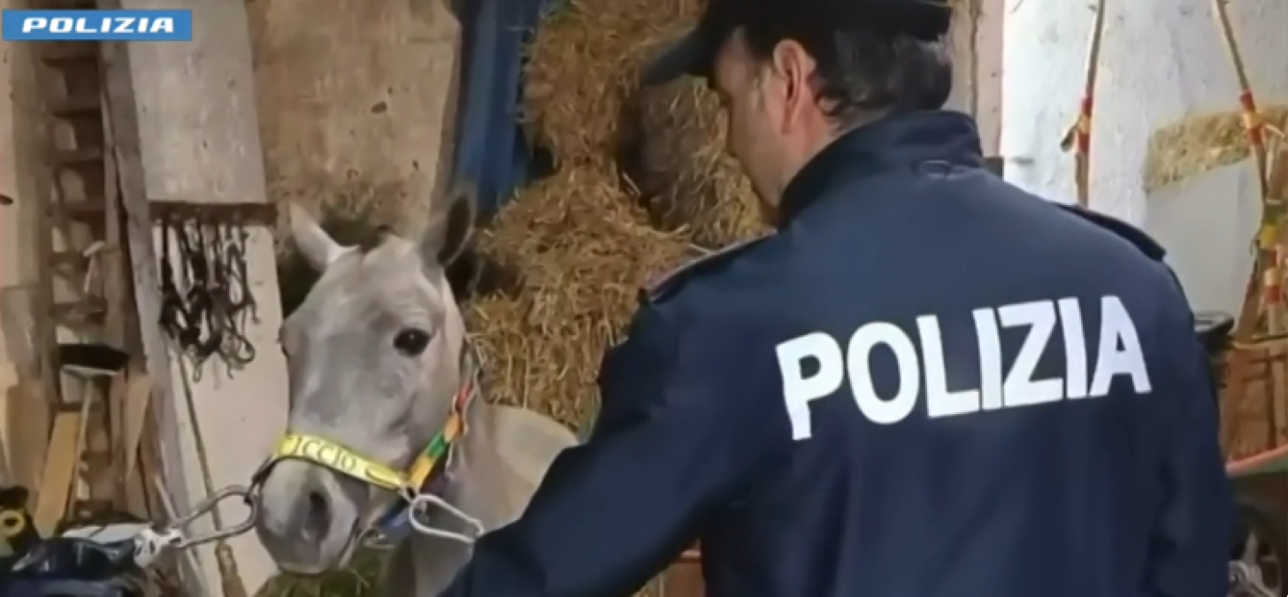 Catania, due stalle abusive scoperte a San Cristoforo: cavalli non registrati e sanzioni - 