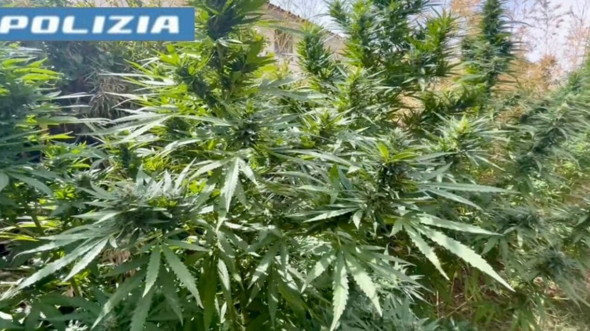 Piantagione indoor in villa a Ficarazzi: arrestato 45enne per coltivazione e furto di energia - Foto di repertorio